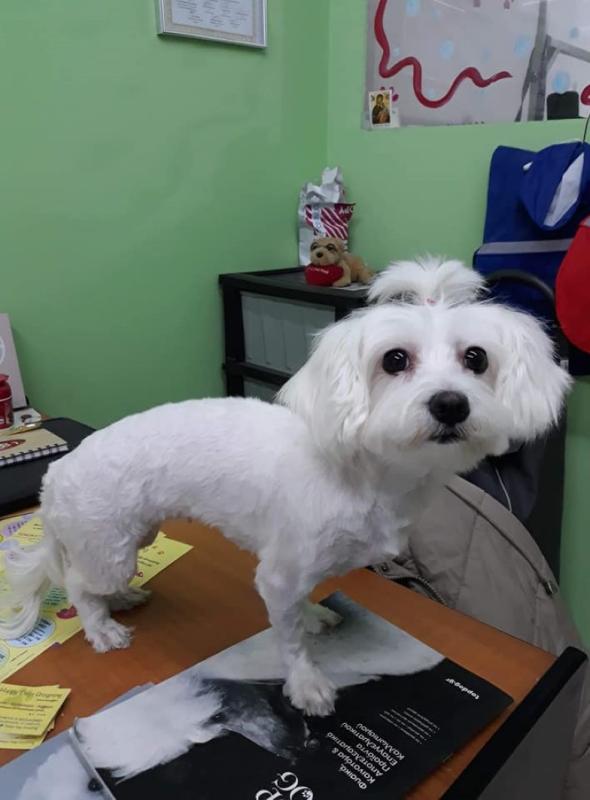 Happy dogs grooming Dog grooming Καλλωπισμός ζώων Κούρεμα σκύλου